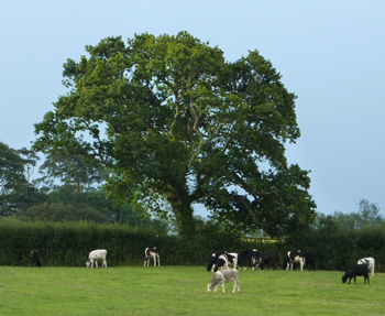 Tree in Hedgerow